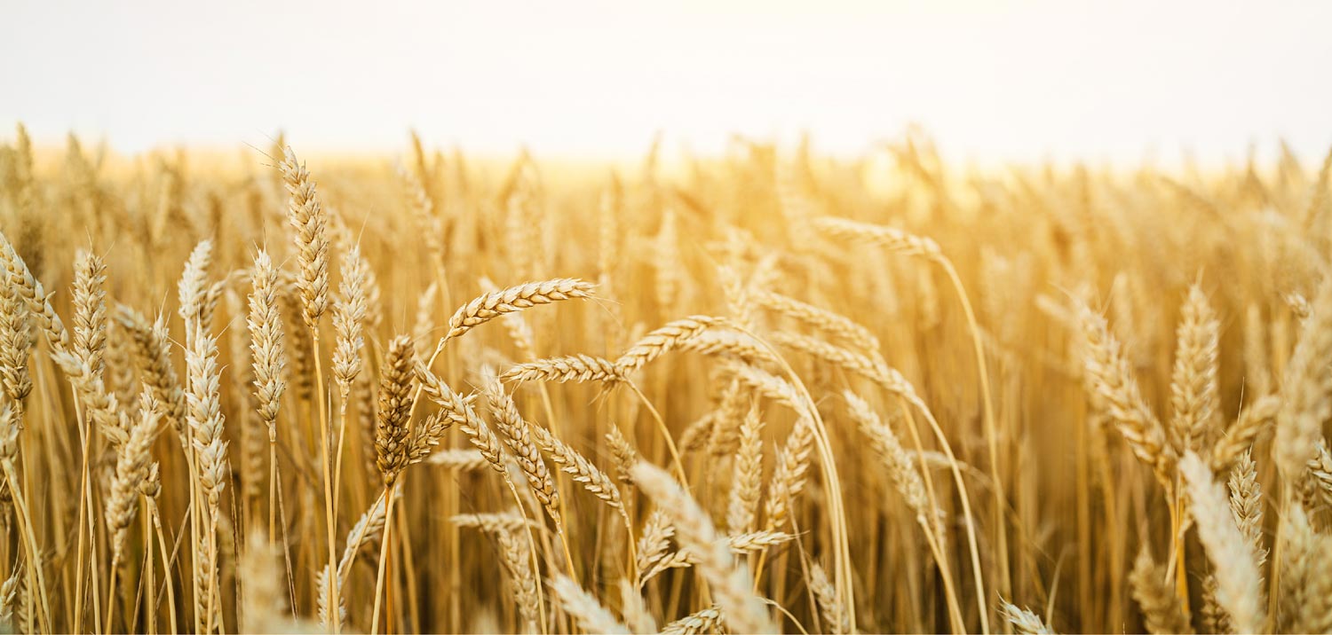 Salon de l'agriculture, de l'élevage et des technologies