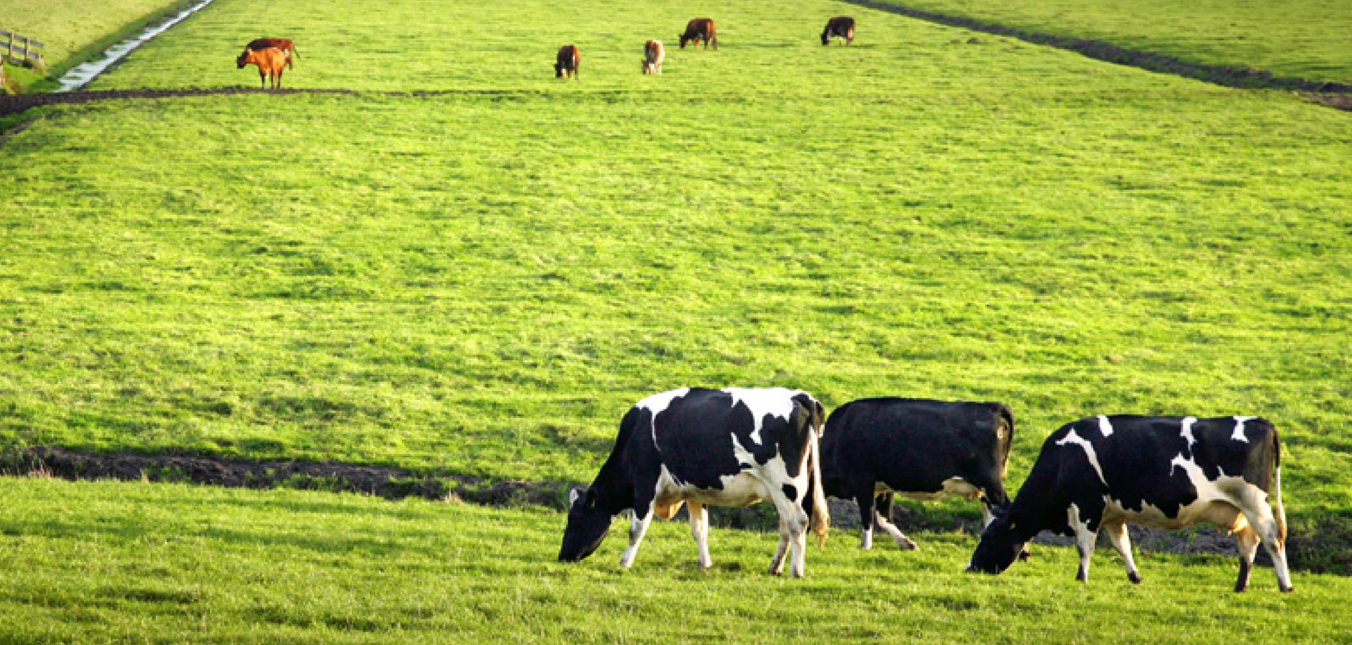 14e Salon d’Egée sur l'agriculture et l'élevage