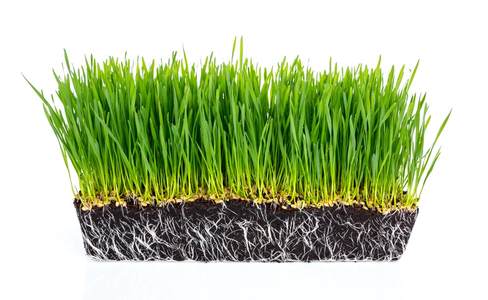 Explore the Best Artificial Grass Manufacturers in Turkey